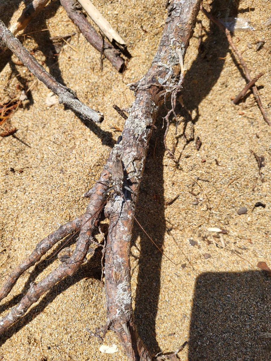 FloorOrangeJuce's tweet image. weird bug I saw at the beach