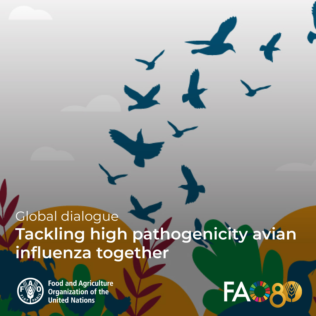 FAOCaribbean's tweet image. 🗣️ Join the Global Dialogue between science, policy & the private sector!
Let’s tackle high pathogenicity avian influenza together 🐔🌍
📅 September 9-11 | 🌐 Virtual event
🔗 Register here: ow.ly/unQK50WsTpQ
#OneHealth #AvianInfluenza