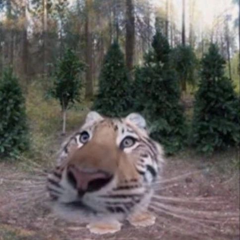 Lily Tikeri 🐯 tweet media