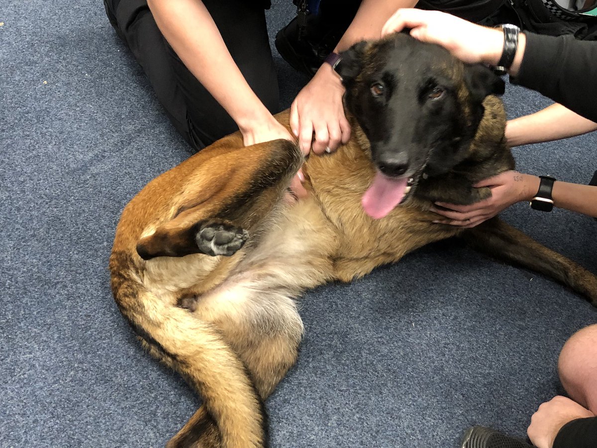 Chappers2013's tweet image. More visits for Baloo today at @EssexPoliceUK
#spreadingsmiles with so many lovely officers ππΎπΎπΎ
There was tea π« π₯°