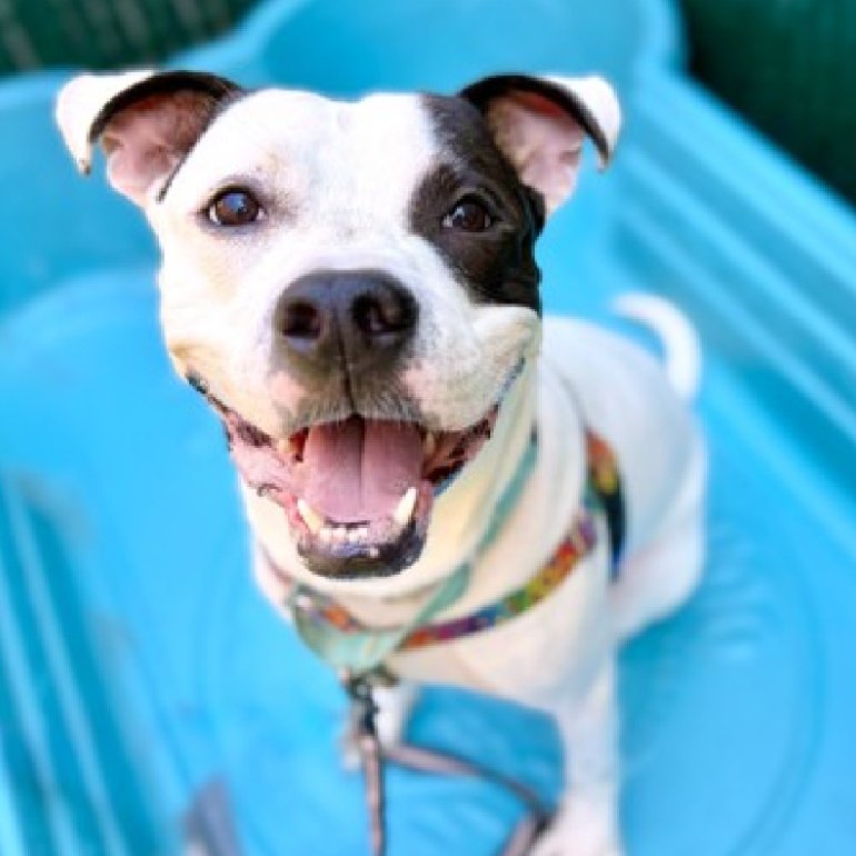 NMBewitched's tweet photo. This magical being I loved
Has been Killed by #NYCACC
Dig Dug is Dead
A Good Dog
Smart, playful, loving & gentle
Baby, I failed you
That will be my crime
But they Killed you
An unforgivable monstrosity
My angry knows no bounds
My grief no outlet
Dig Dug💞 https://t.co/KdGGVfgEDk