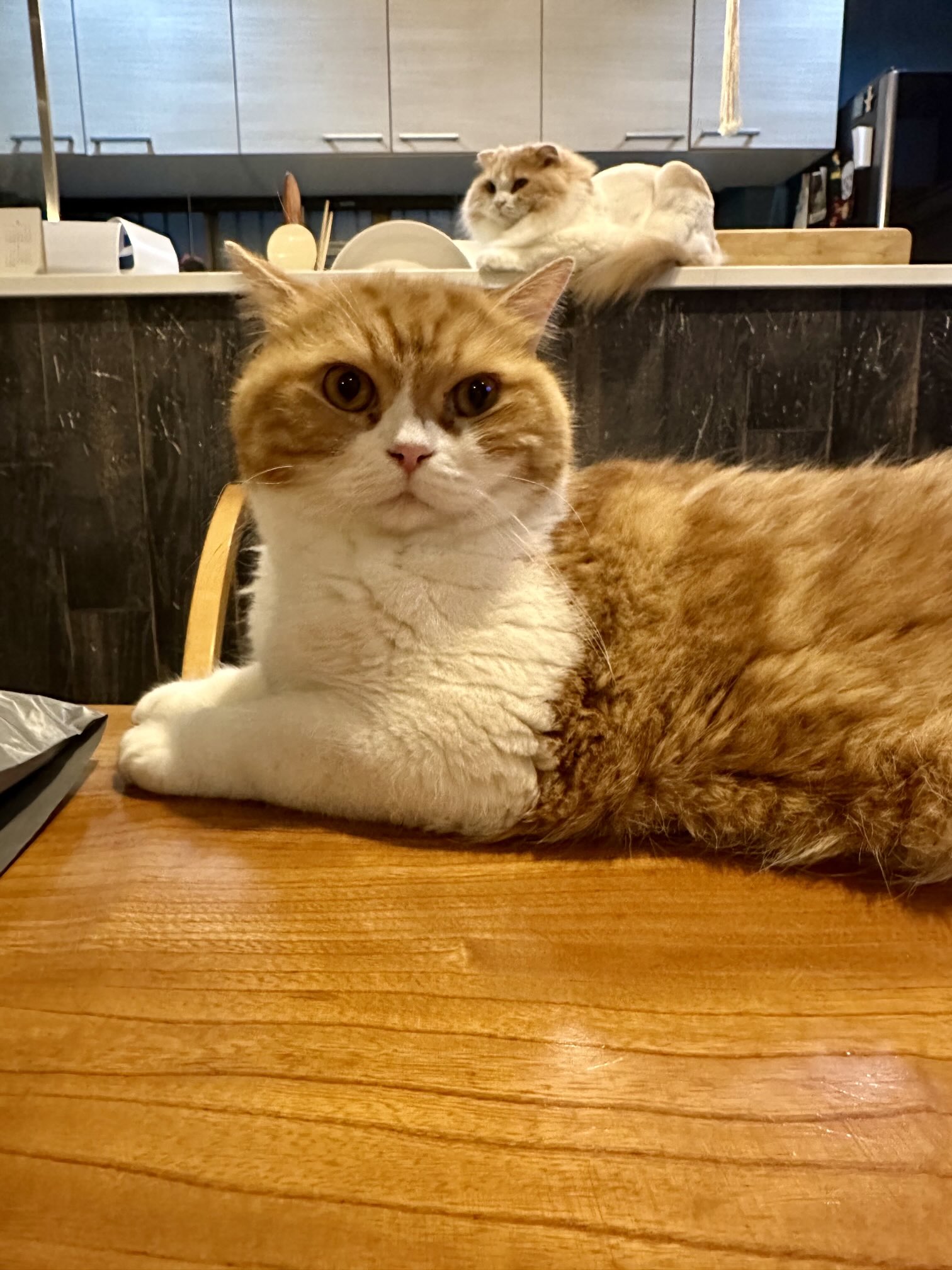 関西の猫好きさん専用 吉田屋本舗 on X: 