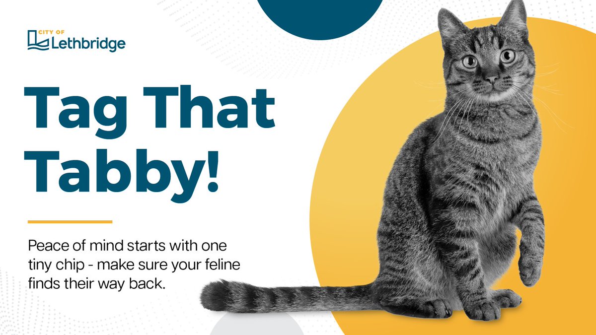 Peace of mind is a chip away!

Community Animal Services hosts its first-ever cat 🐱 microchipping clinic Saturday, July 26, 11 a.m.–2 p.m. at Lethbridge Animal Shelter.

$30 includes chip + optional cat licence. (Dogs 🐶 are welcome, too!)

More 👉 lethbridge.ca/news/posts/get…

#yql