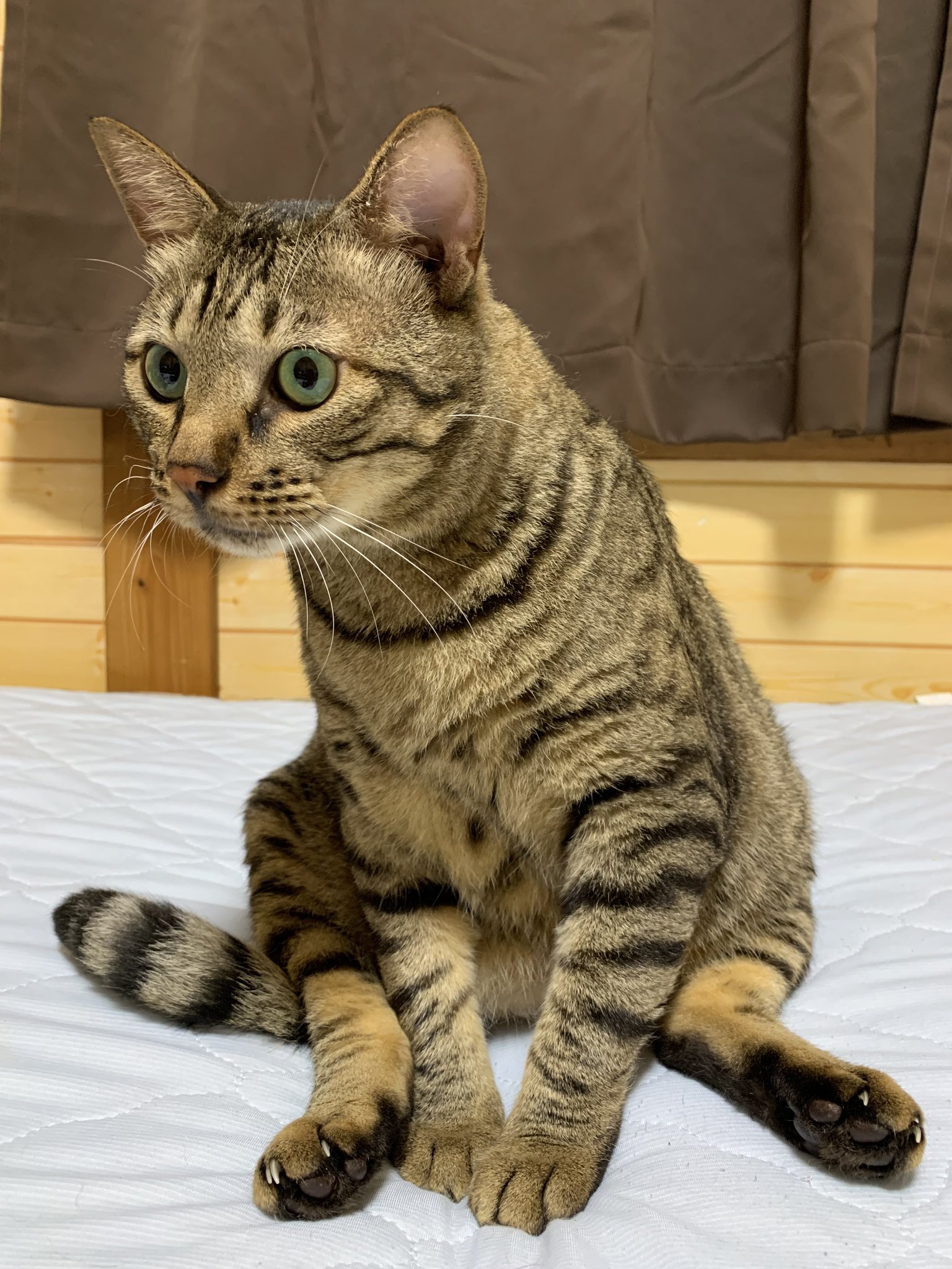 猫　優しいキジトラちゃん　額付　53cm×41cm 素敵な額入り】 猫 優しいキジトラちゃん 53cm×41cm - メルカリ