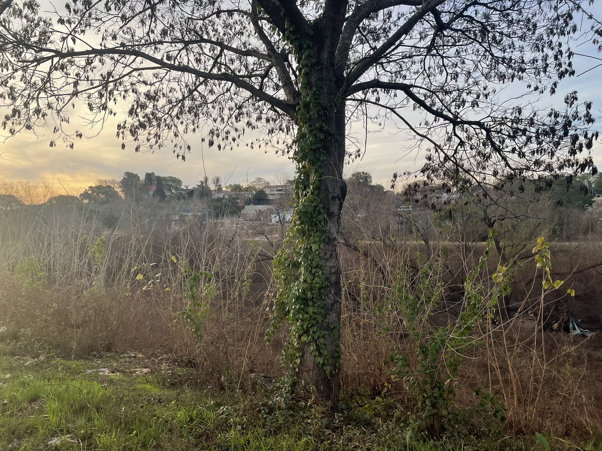 TejoMattioli's tweet image. Estoy participando de la presentación de resultados del proyecto binacional de “Adaptación al cambio climático en ciudades y ecosistemas costeros vulnerables del Río Uruguay”. En días a este parque lineal inundable (Sauzal) en Salto se le plantarán 100 árboles nativos