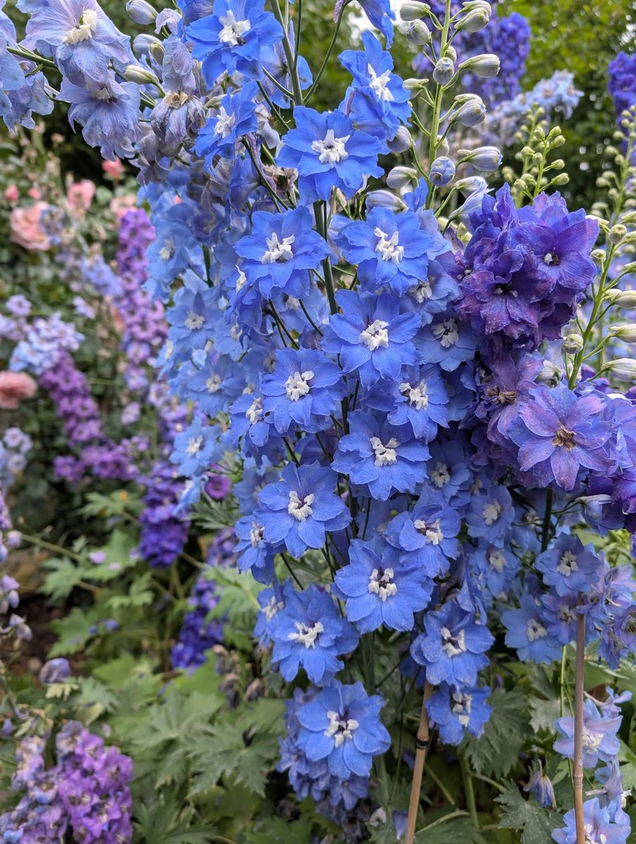 Who says that blue is the rarest color in flowers ? 

A spray of rich blue Delphinium elatum !
