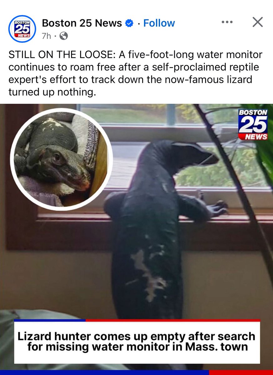 lexlanham's tweet image. lizard hunter comes up empty? lizard hunter you literally have one job