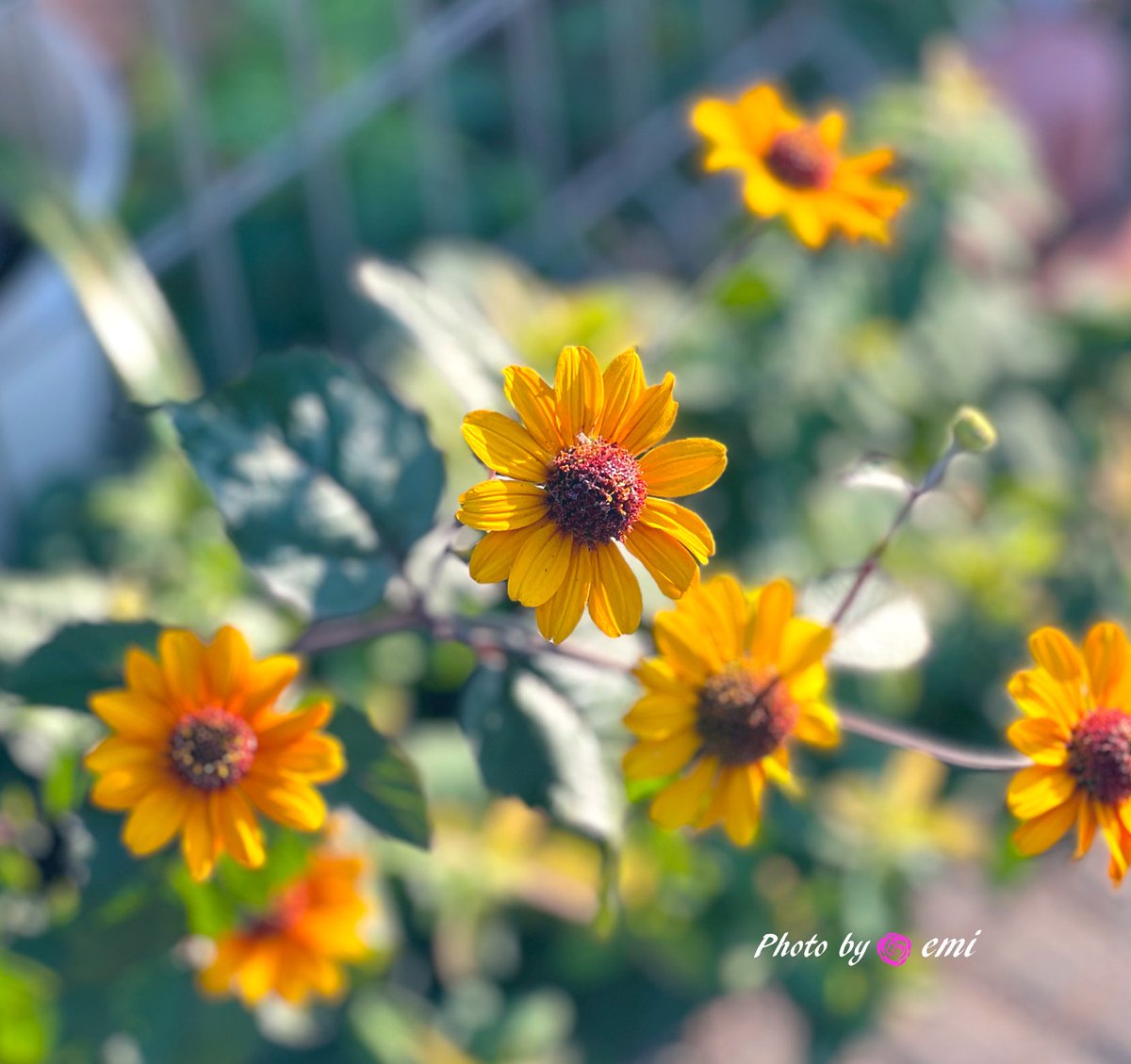 𓂃🌸𓈒𓏸🫧✨𓂃🌸𓈒𓏸

         ☀️𝐺𝑜𝑜𝑑 𝑚𝑜𝑟𝑛𝑖𝑛𝑔☀️

暑さでバテ気味🥵ですね💦
熱中症対策して
穏やかで優しい週末になりますように
(*´ｰ`*人*´ｰ`*)💕🫧✨𓂃🌸𓈒𓏸

今週も優しい繋がりありがとうございました(🎀ᴗ͈ˬᴗ͈)ﾍﾟｺﾘ🫧.: 💗･:* .🫧.: 💗𓂃
 #ヘリオプシス   #庭の花