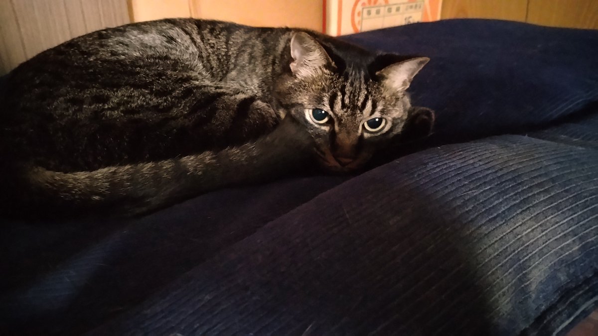 wader4123's tweet image. おはようございます*ฅ´ω`ฅ*
今朝のにゃおは、これから寝ようとしてましたฅ( ̳• ·̫ • ̳ฅ)
今日もどうぞよろしくお願いします！
良い１日をお過ごしくださいね🍀
