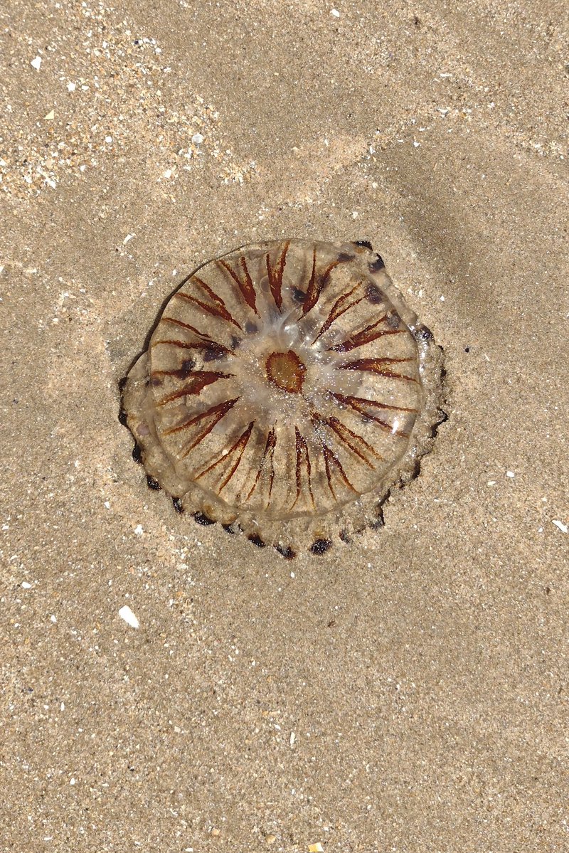 jul27600's tweet image. A beached jellyfish is rarely a pretty sight but this small, delicately patterned creature at Three Cliffs Bay was quite beautiful! #lovenature❤️ #amazingjellyfish #threecliffsbay #nicelyoutoftune #welshwriters