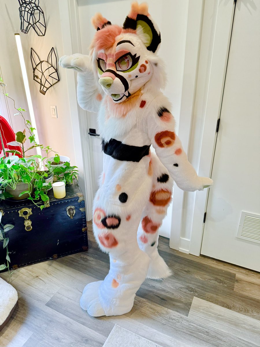 ThePhoenixNest_'s tweet image. Miso the snep is sniffing out your local sushi spot! 🔥🪶 @misosnep