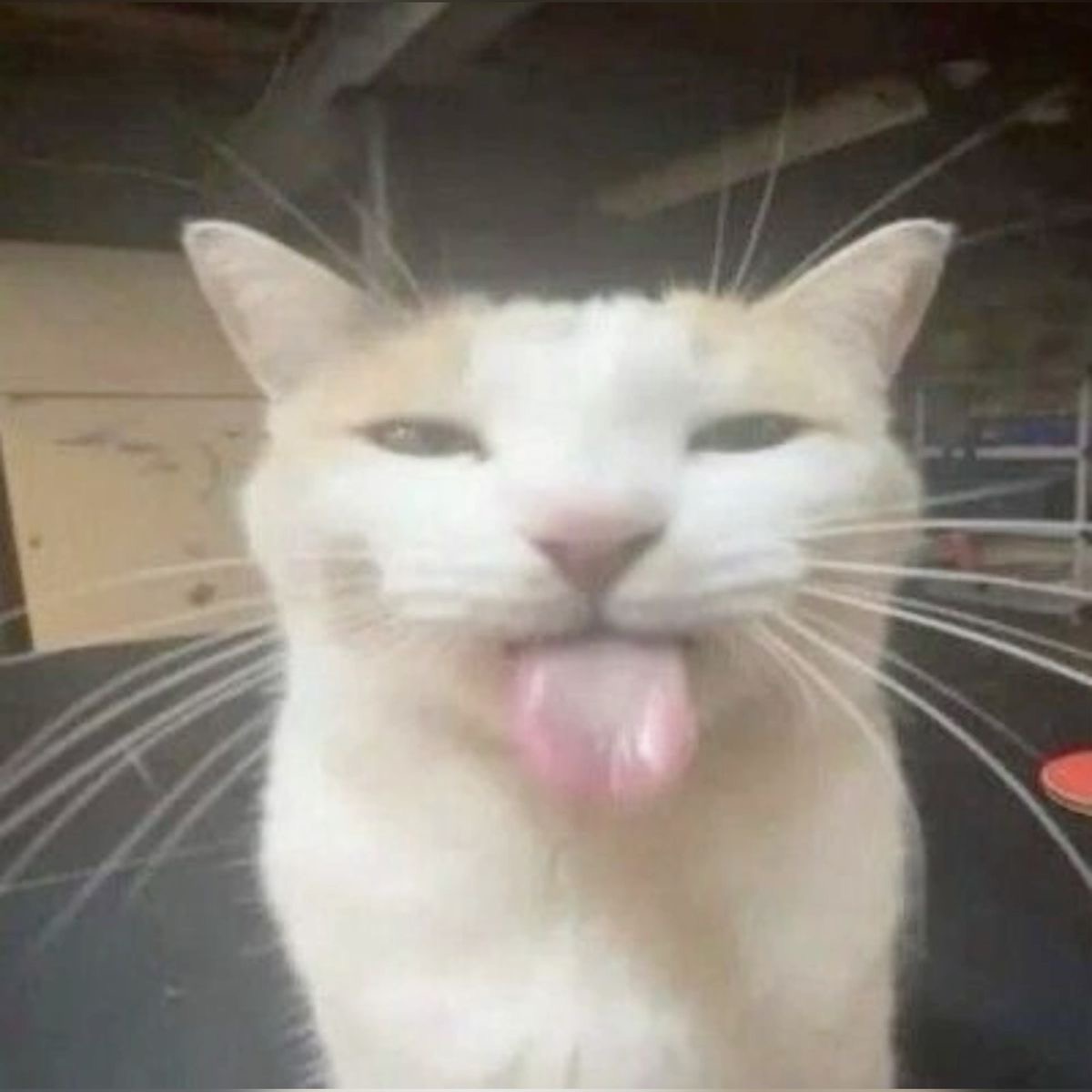 Tofupofuwofu's tweet image. hi chat im at comic con rn