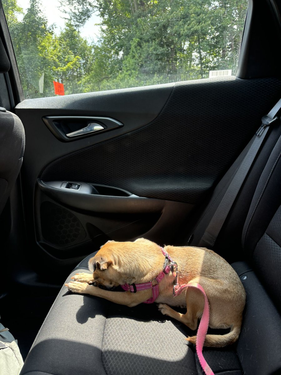 lmkwhenurhome's tweet image. i bought a dog out a van in oceanside long island to save her from euthanasia and she ended up having the most vibrant and empathetic soul and now ive seen it im cutting right down the tendon when she dies. i cannot lose this. i cannot.