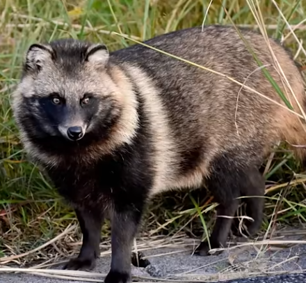 たぬき 61xTfLBhewL._UF894,1000_QL80_.jpg