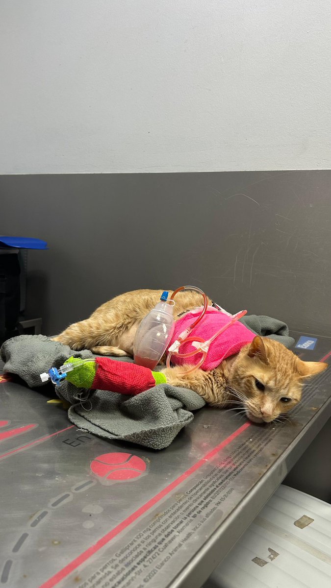 hola chicos este es Canelo el gatito d mi amiga Nat ha sufrido un accidente y los gastos veterinarios llegan a más de 3800€, si alguien puede ayudar a Canelo por un mínimo que sea estaremos eternamente agradecidas 
agradecemos difusión 😞🙏🏻
gofund.me/6a5e5031