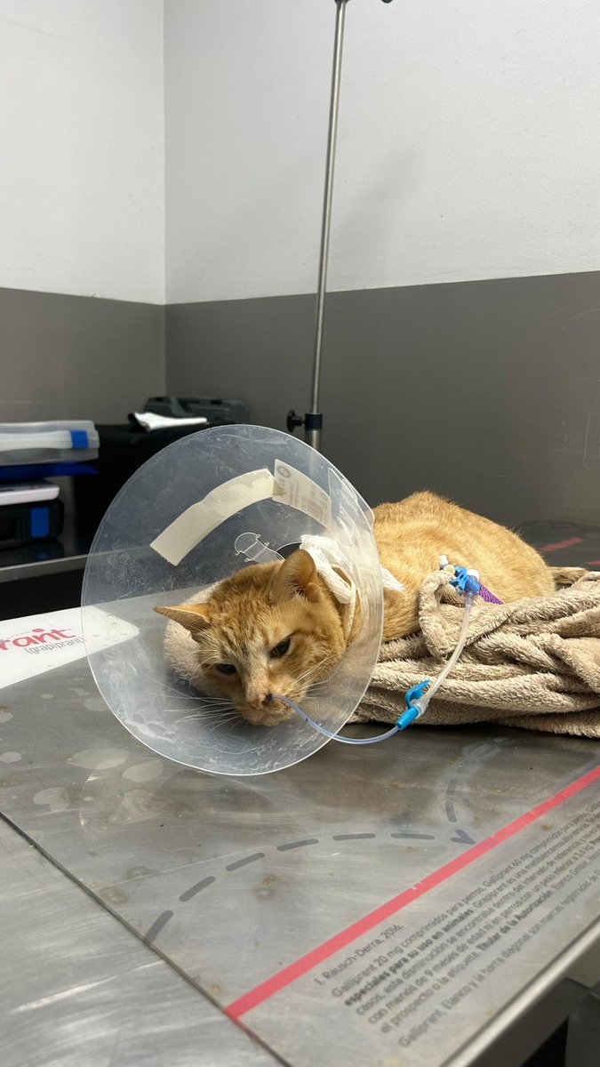 diabIormx's tweet photo. hola chicos este es Canelo el gatito d mi amiga Nat ha sufrido un accidente y los gastos veterinarios llegan a más de 3800€, si alguien puede ayudar a Canelo por un mínimo que sea estaremos eternamente agradecidas 
agradecemos difusión 😞🙏🏻
https://t.co/L9O6JyZNeF https://t.co/90cTdZ1TeA