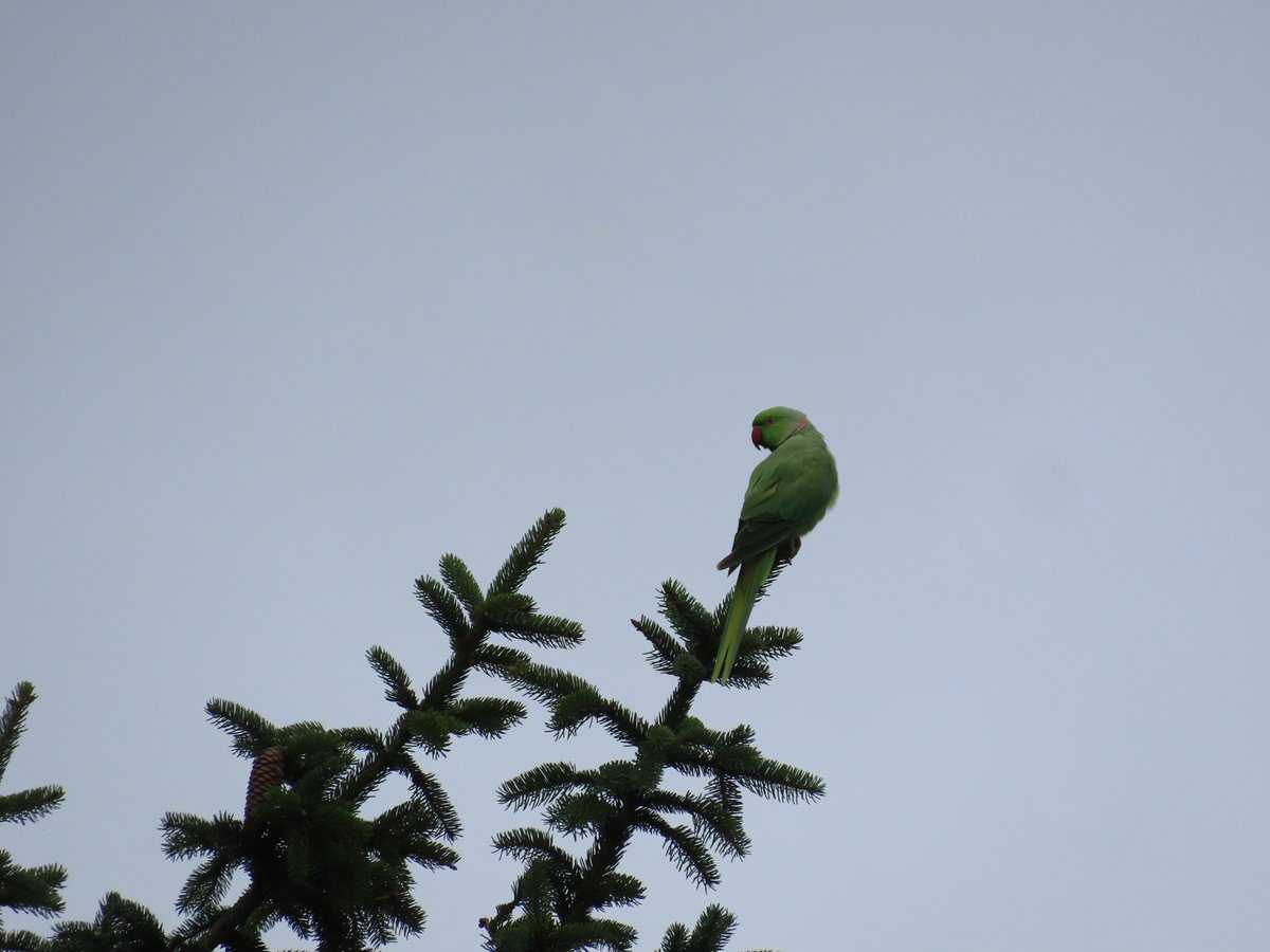 General_JWJ's tweet image. The rose-ringed parakeet, a species becoming widespread in Western Europe's urban centers over the past decades because of numerous feral populations of escaped pets in capitals, they compete with sparrows and other city birds for nesting holes