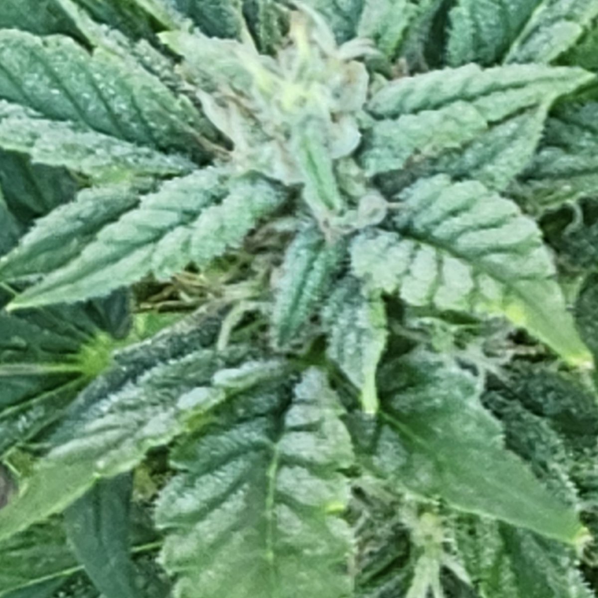 SmSammoore46's tweet photo. Mendo juice auto flower #growyourown https://t.co/kGj8Hu6Dvj