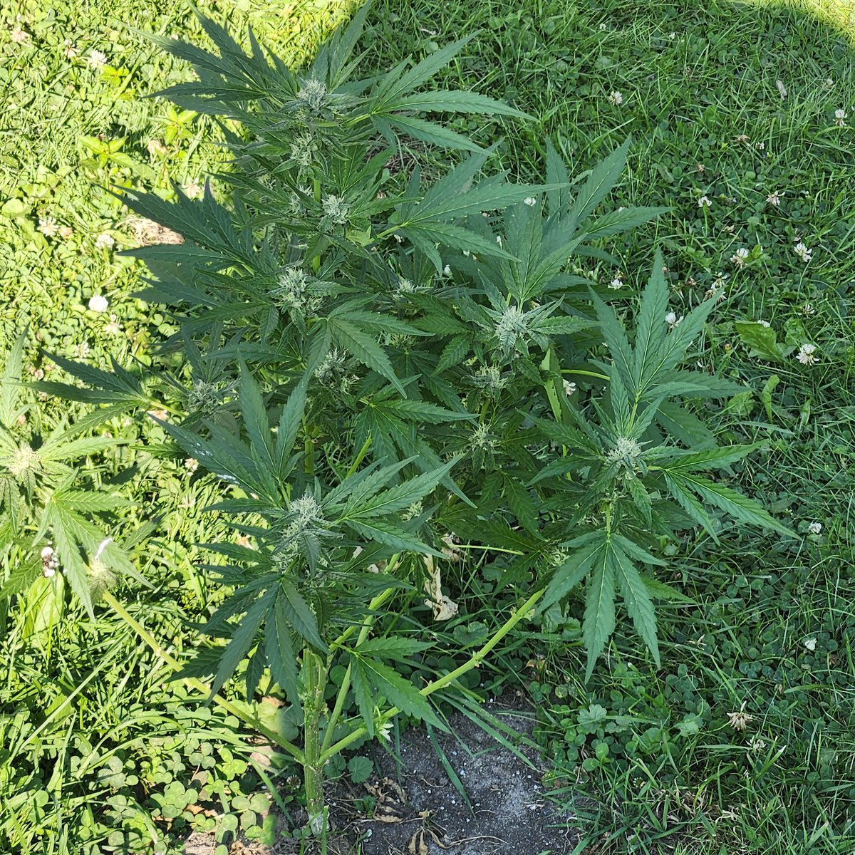 SmSammoore46's tweet photo. Mendo juice auto flower #growyourown https://t.co/kGj8Hu6Dvj