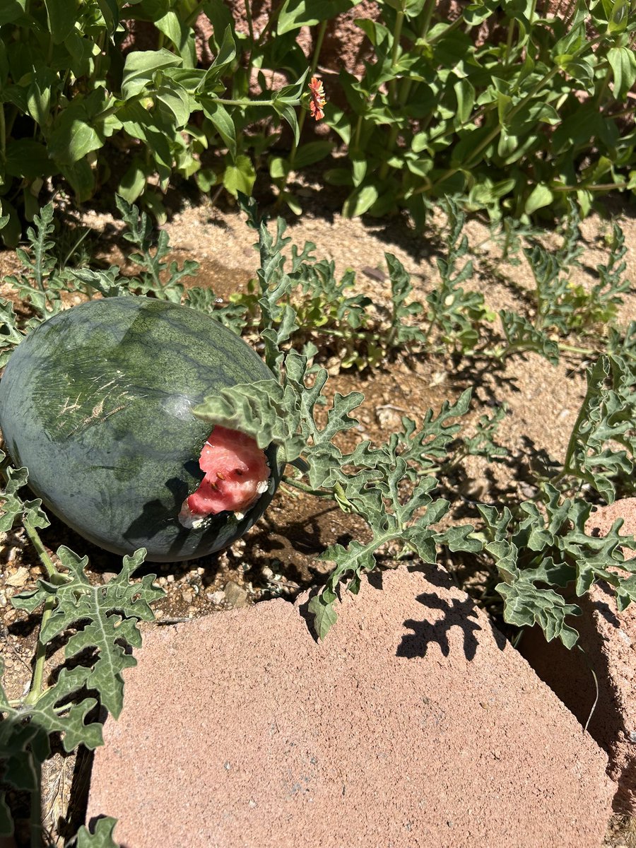 DeborahGinn10's tweet image. Ok. A chipmunk must die. This is the third watermelon.
