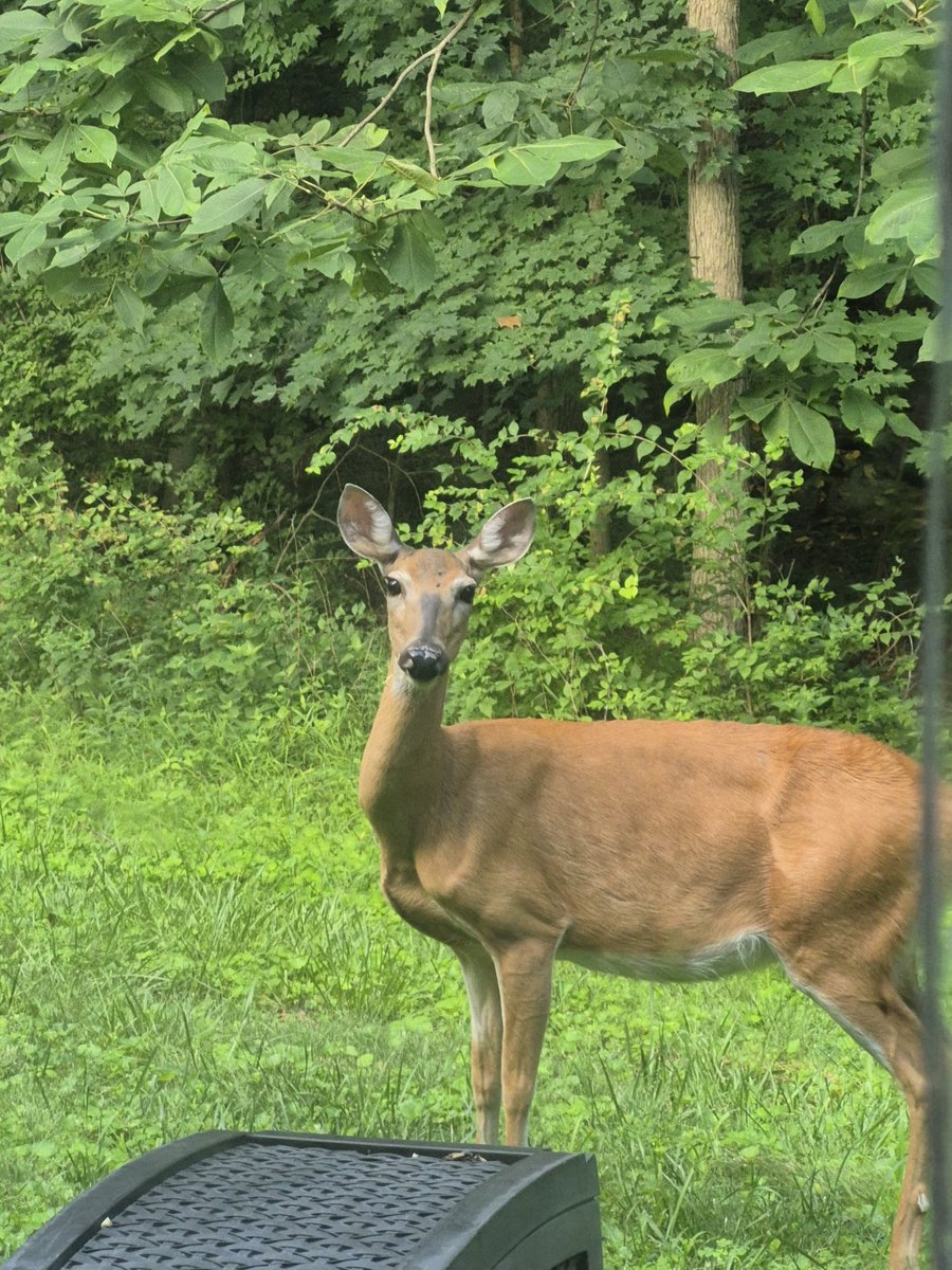 connor6Updates's tweet image. Connor is live, here a picture of a deer i took in my backyard