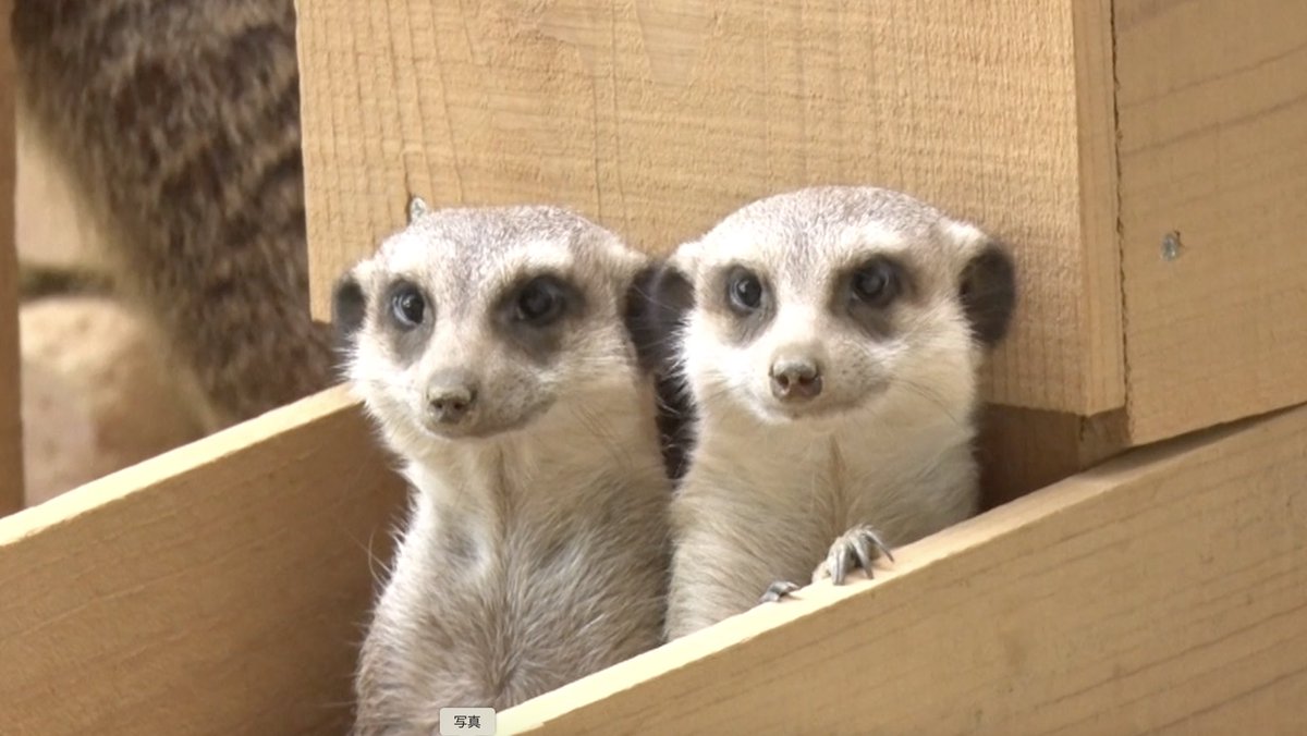 sumatanent's tweet image. きょうの【あにまるウォッチ】🐣
姫路市立動物園から🌈
「ミーアキャット」の大好物は…⁉️😋
#すまたん #ZIP #10チャン #ytv
🕖️朝6時52分頃&7時53分頃〜OA🕗️