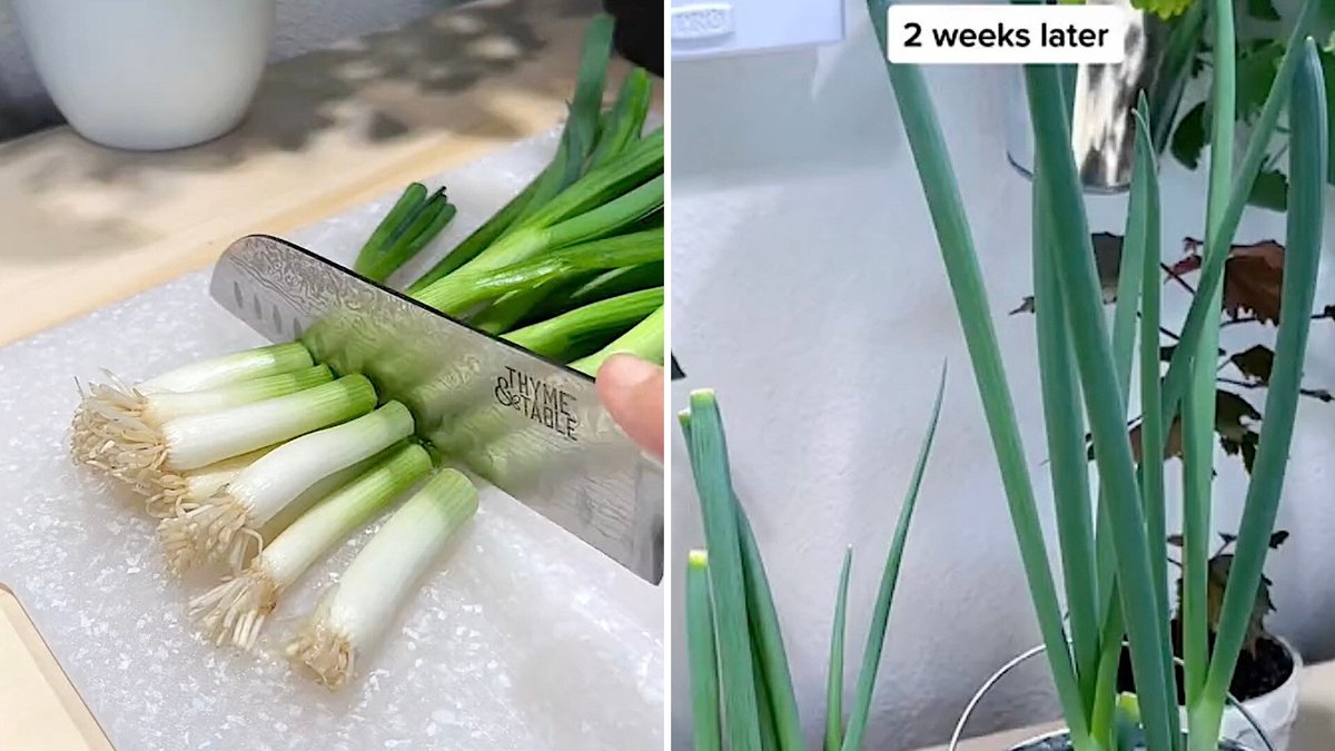 AllForGardening's tweet photo. #Gardening expert shares ...
https://t.co/0dCQNTf7BB
#AndReuseFood #ChangeTheWayYouBuy #Cook #Eat #Food #Garden #GetHealthier https://t.co/8qmHwOnHbG