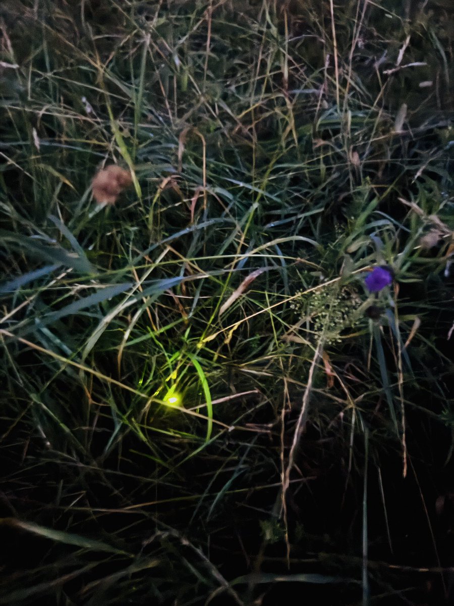 Saw a glow worm this evening for about the first time in a decade and it made me so happy that I did a silly little dance on the hill.

Nature is awesome 💚