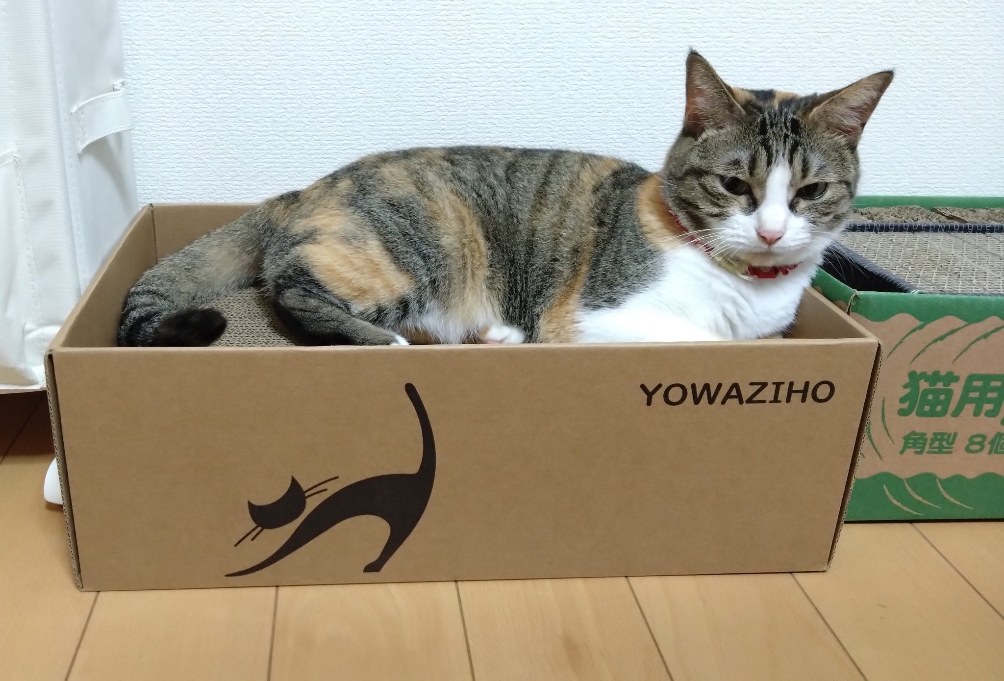 23ねこだらけ ねこだらけ 安全第一』（横山 キムチ）｜講談社