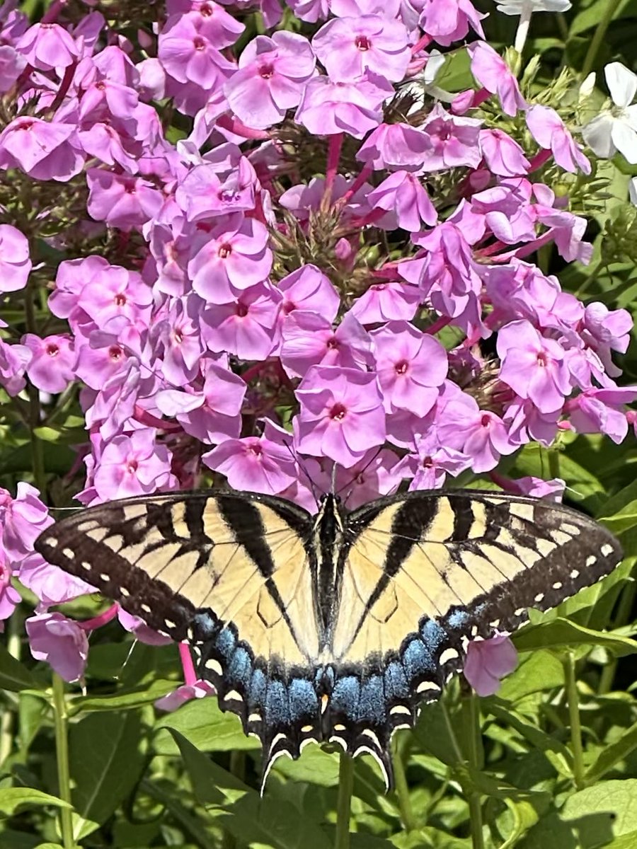 Photo of bug on plant