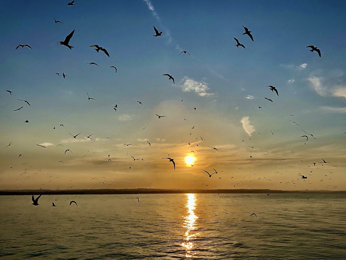 TomCadwallender's tweet image. “Can You Feel the Love Tonight” Say goodnight to the seabirds and sun on the Northumberland coast.