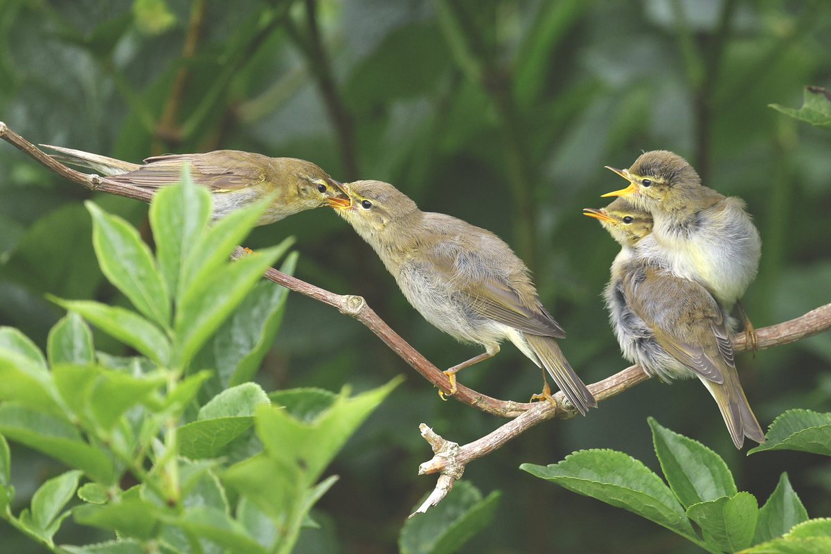 ScratchTrev's tweet image. First breeding Willow Warblers at RSPB Bempton Cliffs. Same pair produced 2 broods inc 6 &amp;amp; 4 fledged young! 2 nests 50m apart &amp;amp; each brood immediately taken to same Elder 200m away to feed! Nice start to a hopeful top leaf-warbler autumn! Pic 1 first brood, Pic 2 second brood