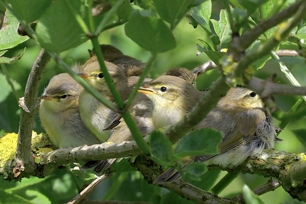 ScratchTrev's tweet image. First breeding Willow Warblers at RSPB Bempton Cliffs. Same pair produced 2 broods inc 6 &amp;amp; 4 fledged young! 2 nests 50m apart &amp;amp; each brood immediately taken to same Elder 200m away to feed! Nice start to a hopeful top leaf-warbler autumn! Pic 1 first brood, Pic 2 second brood