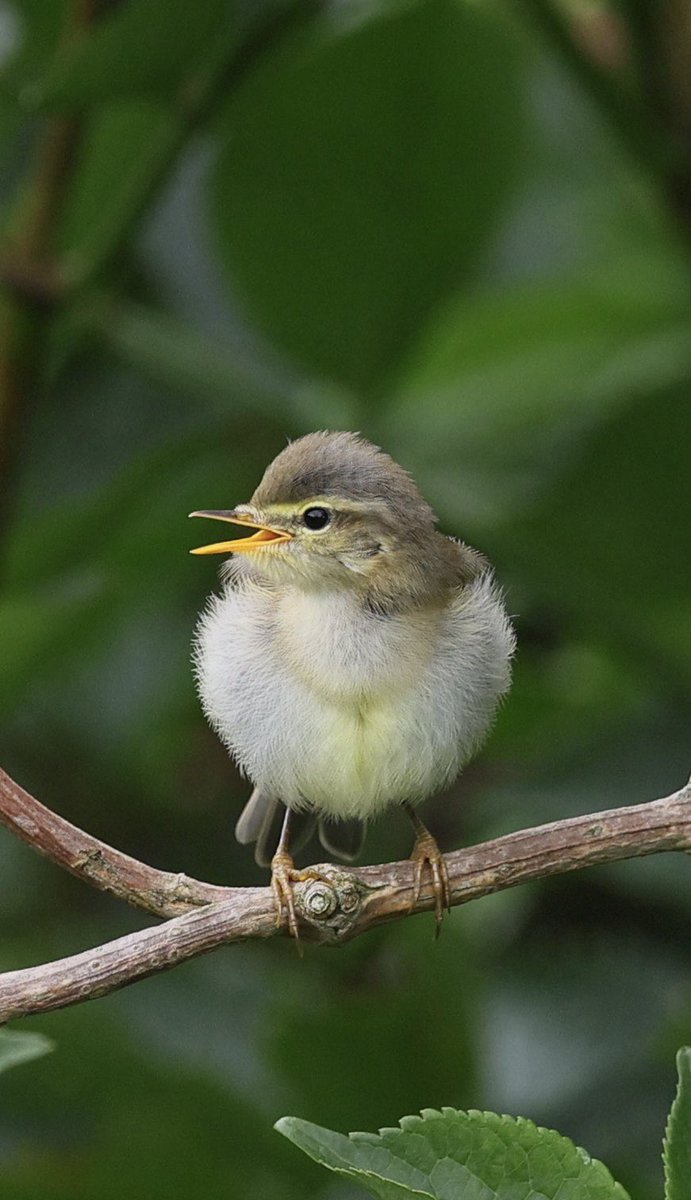 ScratchDial (@scratchtrev) on Twitter photo First breeding Willow Warblers at RSPB Bempton Cliffs. Same pair produced 2 broods inc 6 & 4 fledged young! 2 nests 50m apart & each brood immediately taken to same Elder 200m away to feed! Nice start to a hopeful top leaf-warbler autumn! Pic 1 first brood, Pic 2 second brood First breeding Willow Warblers at RSPB Bempton Cliffs. Same pair produced 2 broods inc 6 & 4 fledged young! 2 nests 50m apart & each brood immediately taken to same Elder 200m away to feed! Nice start to a hopeful top leaf-warbler autumn! Pic 1 first brood, Pic 2 second brood