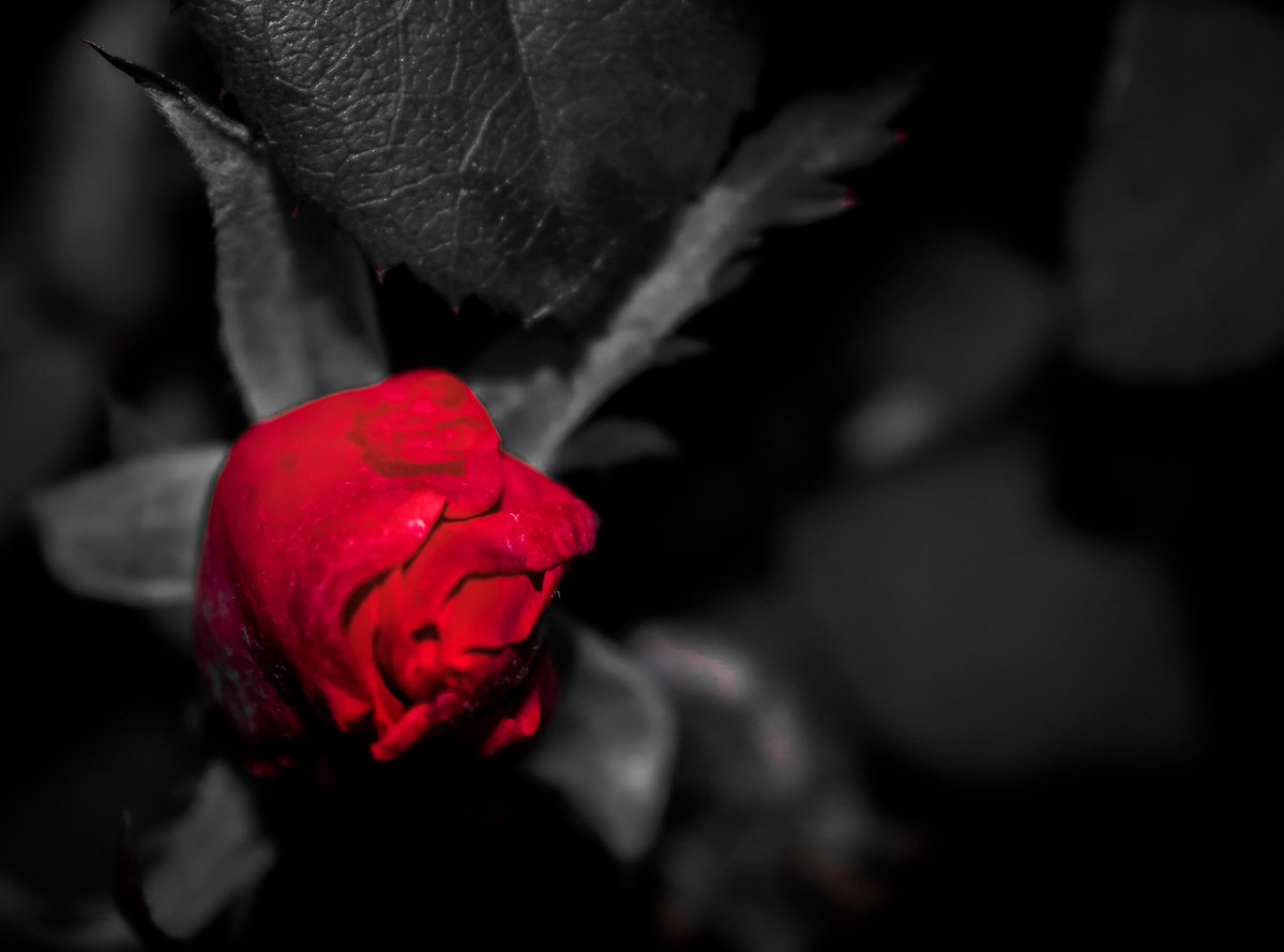 Gimme Red!