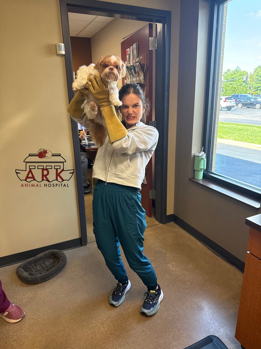 Ark_Pet_Vet's tweet image. 🧤When you&apos;re trying to be fierce, but you&apos;re holding 8 pounds of pure fluff.
Meet our tiniest (and fluffiest) &quot;threat&quot; of the day! 😤🐶✨
At Ark Animal Hospital, we handle the drama and the snuggles.
#TinyButMighty #VetLife #FluffOverload #ArkAnimalHospital #ClinicChronicles