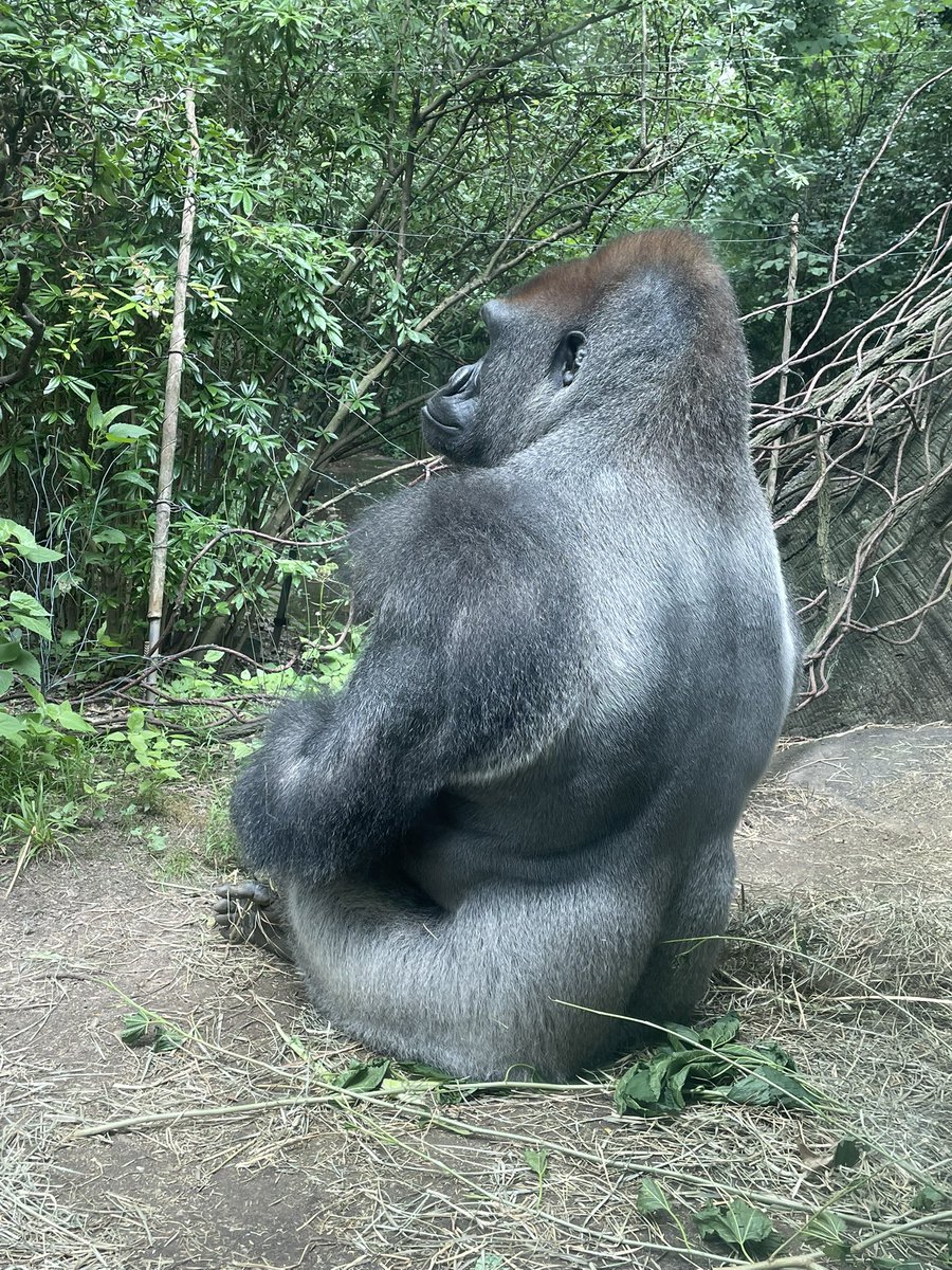 Took Riley to the Bronx Zoo today!

I’d say it’s a little bit bigger than the one in Syracuse 😂