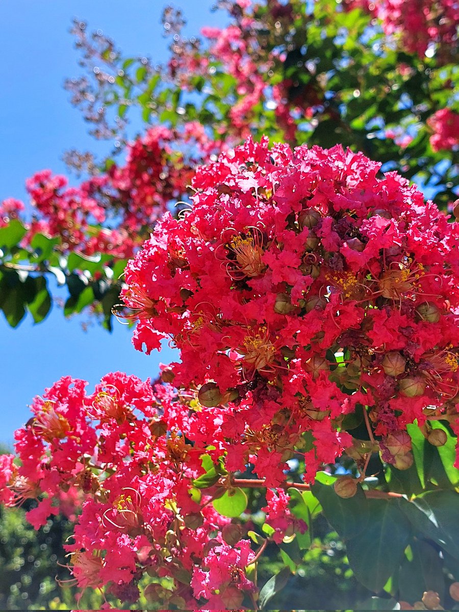 dHuHBSNDDW6QiBo's tweet image. 7/25(金)☀️おはようございます
🍀皆さま🍀
ご訪問有難うございます🥰
炎天下の下撮りに‥‥🌼
百日紅は暑さ知らず
艶やかに輝いてました
花金
ご安全に楽しみましょう(^.^)*゜
本日も宜しくお願い致します💐😊🍀
#お花大好き