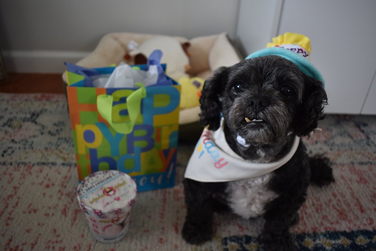 KendraBaker's tweet photo. Happy 11th birthday to the one and only Oliver Bean ♥️ 🐾 https://t.co/Iu4rL8dz2G