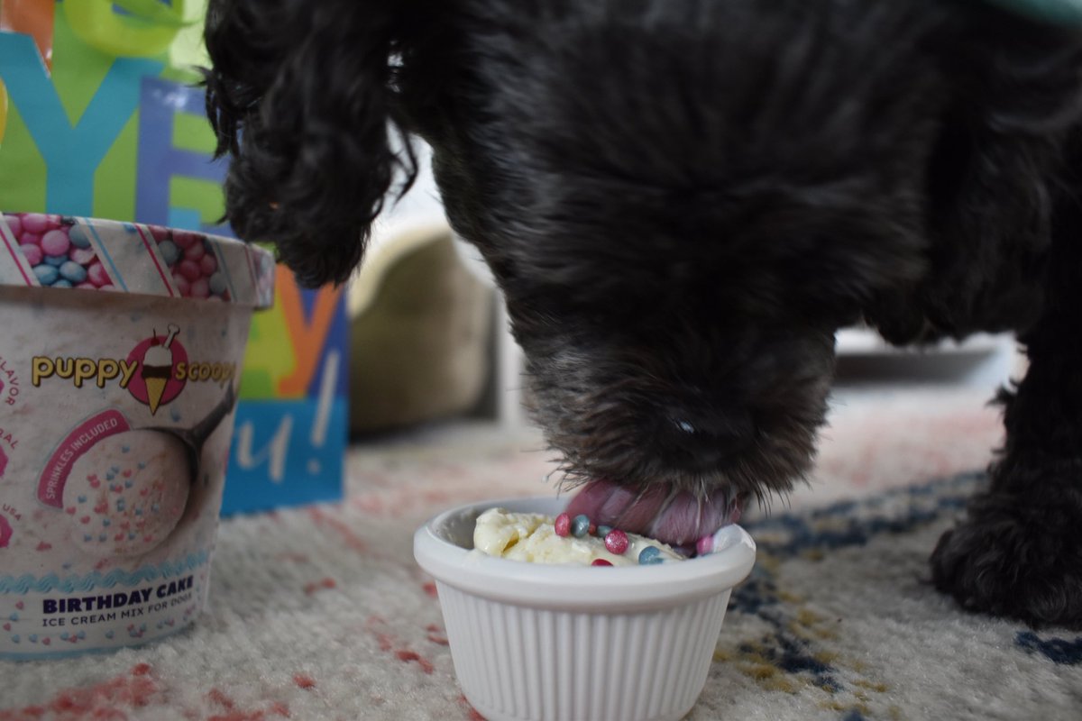 KendraBaker's tweet photo. Happy 11th birthday to the one and only Oliver Bean ♥️ 🐾 https://t.co/Iu4rL8dz2G