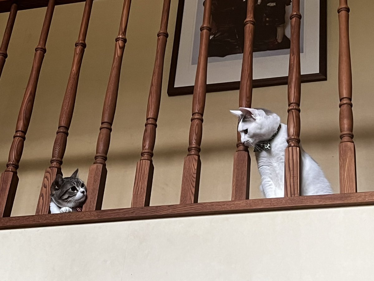 kencyoro0207's tweet image. ロミャオとニャリエット

#モモひよ日記
#猫がいる生活