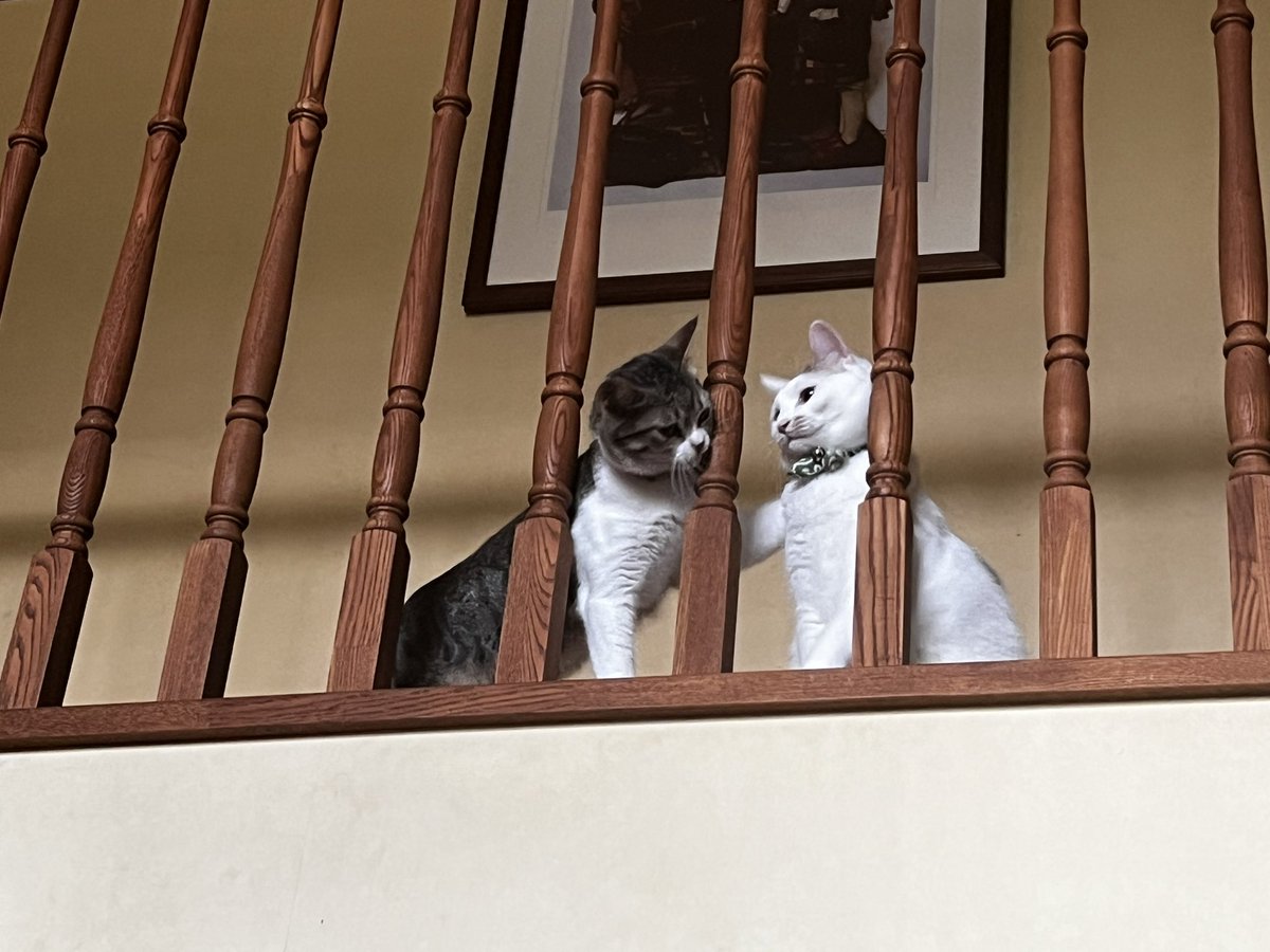 kencyoro0207's tweet image. ロミャオとニャリエット

#モモひよ日記
#猫がいる生活