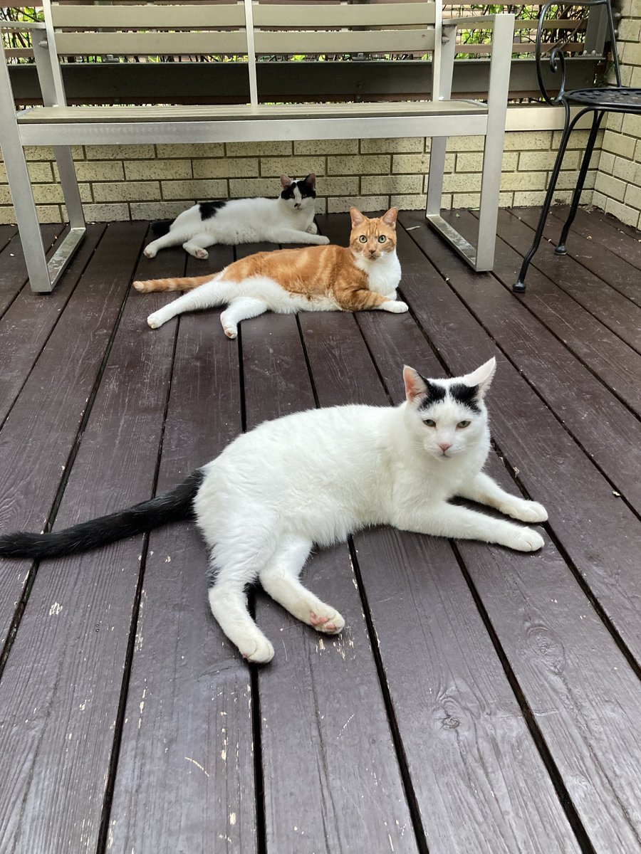 petbaka's tweet image. ほぼ走らない猫直列3気筒