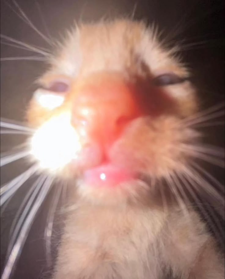 Milfy_Leopard's tweet photo. WHAAAATTTT https://t.co/8h3FIXDn8F