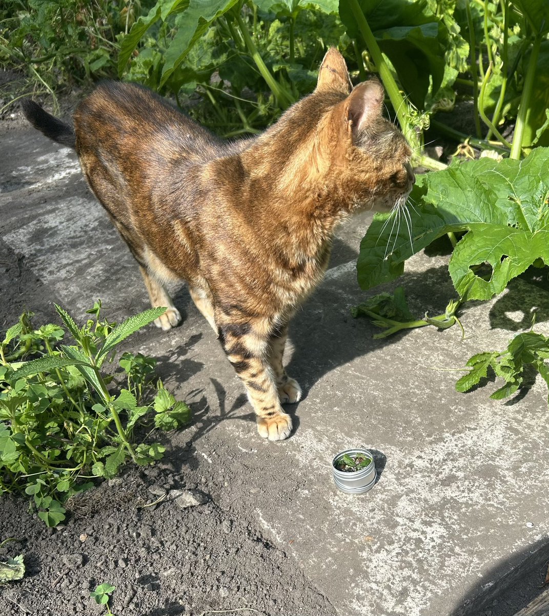 DrElizabethMac1's tweet photo. Back at the very special #dewisacre for more #philosophyinthewild ‘finding hope in mixed communities’ &amp; this time - with the adults! It means the world to us that the adults relished this event, fell in love with the wisdom of @MidgleyQuotes &amp; that Ned the cat was so happy &amp; 1/3 https://t.co/WOijZYjySp