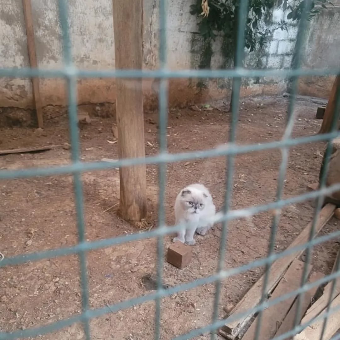 9 yıl bakılıp terk edilen çocuk...
Asla ama asla terk etmeyecek, kedi bakımından anlayan, sorumluluk sahibi ve vicdanlı, evladı gibi sahiplenecek ömürlük yuva Mersin 

İnstagram @sln.drl3 

#SokakHayvanlarıSahipsizDeğil