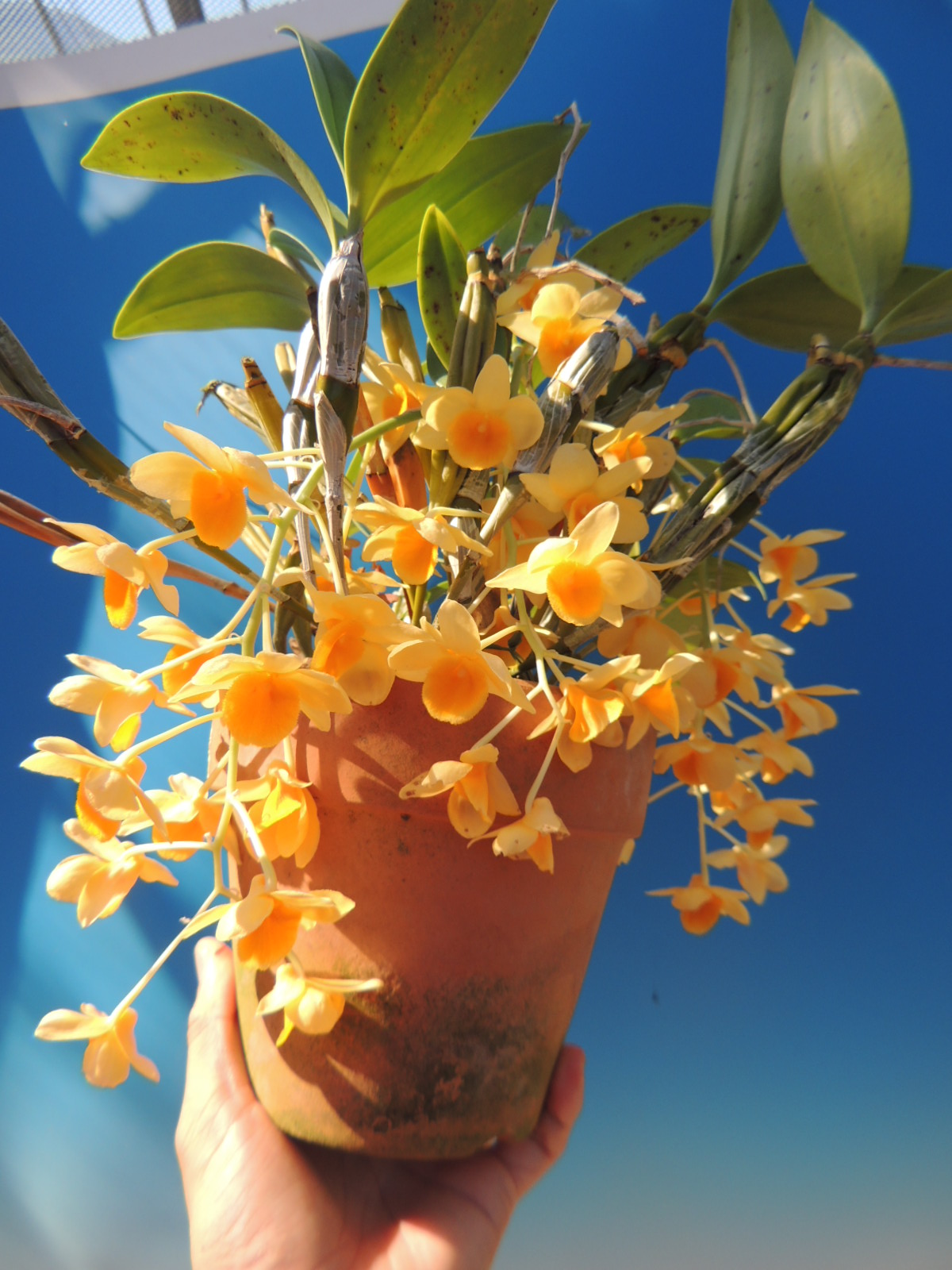 花*花 adidas ZX 8000 