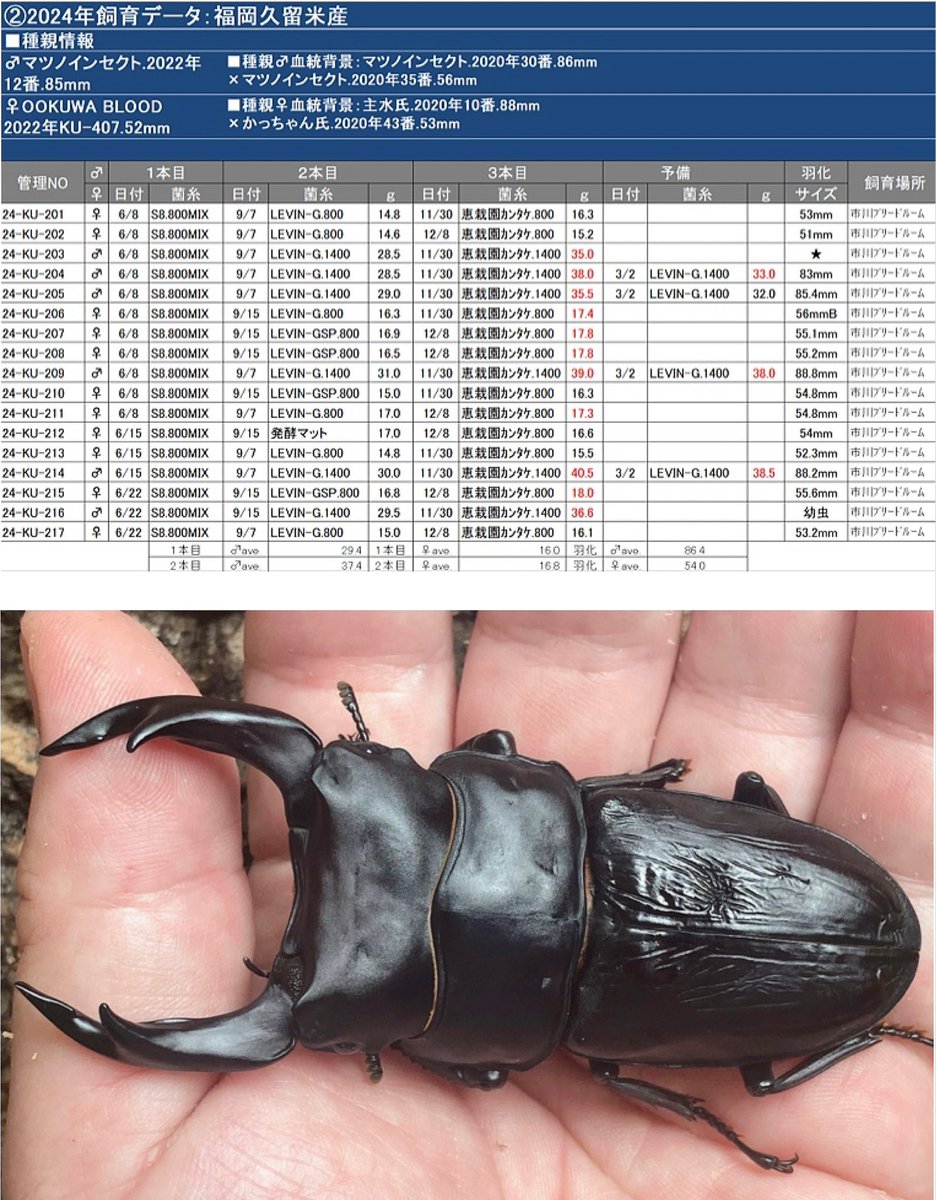 dorcuschone1067's tweet image. 先日紹介済みですがノギス画像を追記。習クワ計測サイズは少し小さめになると伺っていましたが、誤差の範疇だと思います。
こちらはマツノ♂22-12を種親にした2番で♀は自ブリ22-4番(主水氏×かっちゃん氏)の掛け合わせ。癖も無駄もなく幼虫推移どおりに完品で羽化する、ウチでは優秀なラインでした。