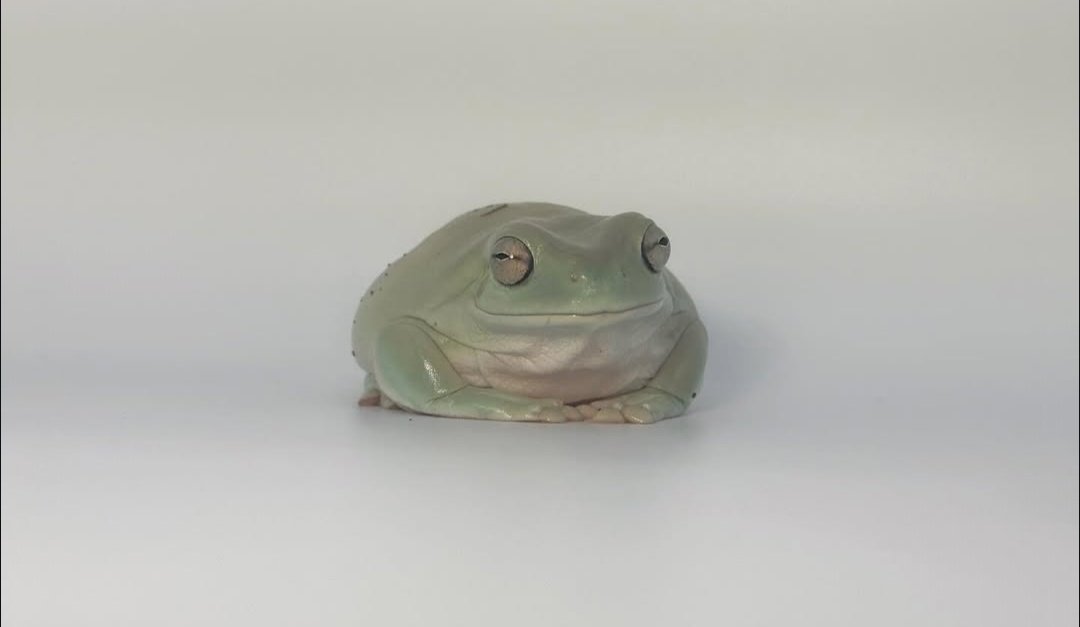 nocontextfrogs's tweet image. If you're ever mean to me, just know this is who you are being mean to.