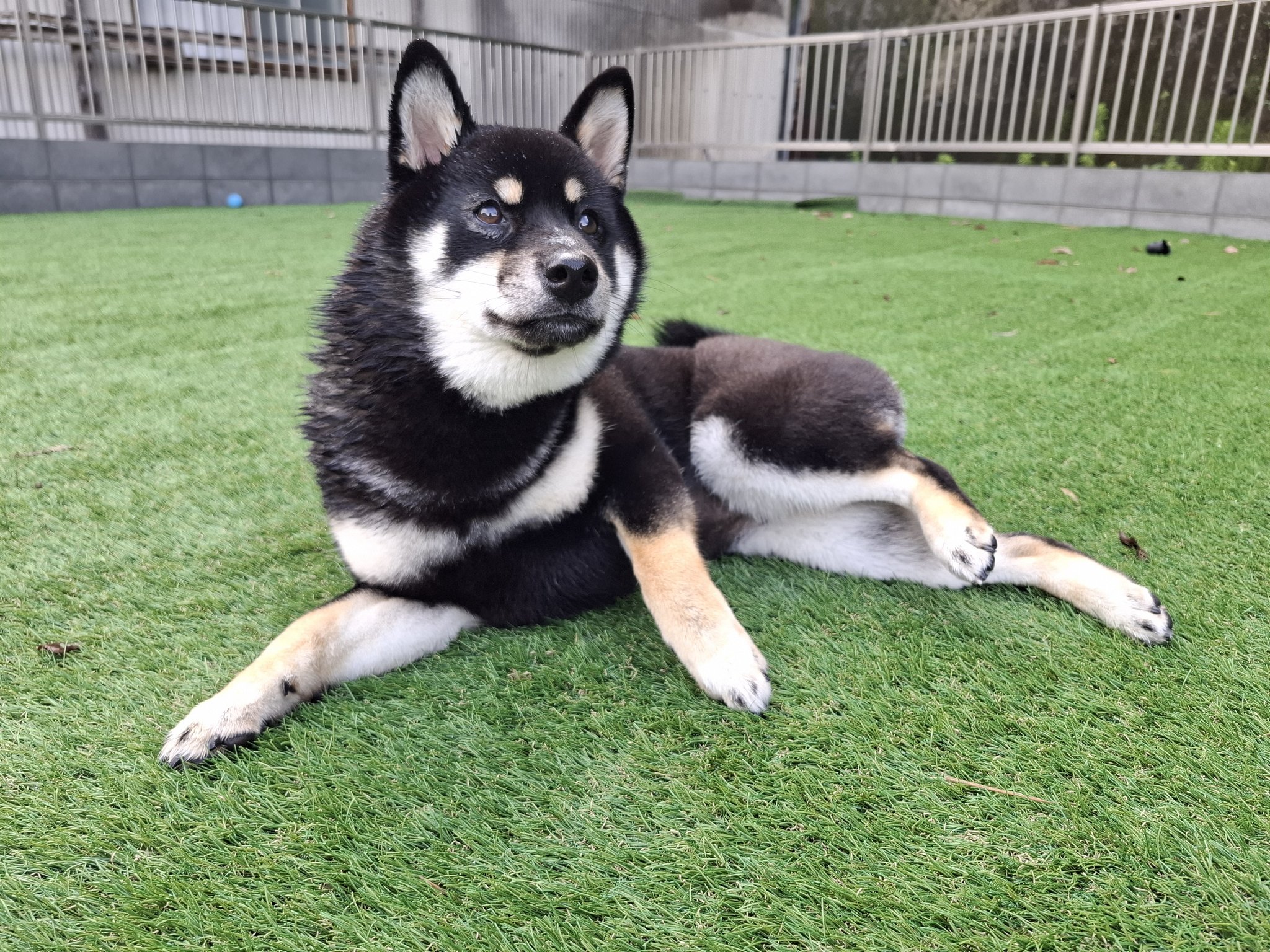 黒柴あおい 黒柴あおい🐾 on X: 